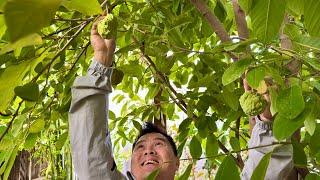 Spring Preparations of Tropical Fruit Trees in California’s Central Valley