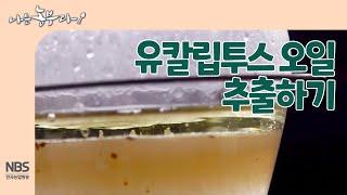 [나는농부다 250회] 유칼립투스 오일 추출하기