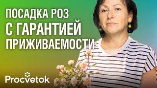 ПОСАДКА РОЗ ОСЕНЬЮ! Что добавить в яму при посадке, как подготовить саженцы, на какую глубину сажать