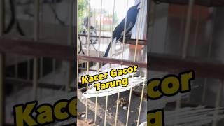 Kacer Gacor Tarung #kacergacor #kacerjawara