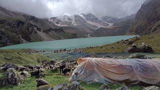 this is himalayan  life || sheep shepherd  lifestyle of nepal || Gorey Nepal