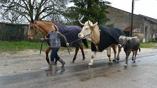 What happens when a Horse and Two bulls go out for walk in a village ?