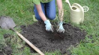 Ask an Arborist: How do I Plant Bare-root Trees?