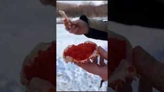 Жизнь Камчатских енотов- крабоедов 