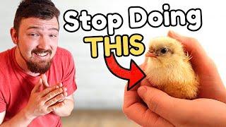 The BEST Ways to Help Raise Baby Chicks