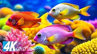 4K Aquarium UHD  Quallen und Meerestiere – ein entspannendes Korallenriff-Abenteuer