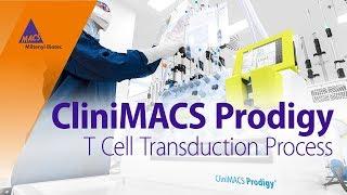 Automated CAR T cell manufacturing