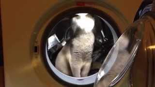 Sochi The Cat: Welcome to the Earth / s01.e12 HD