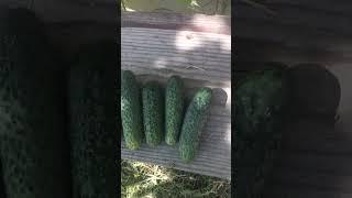 БЕСПЛАТНЫЙ  САЛАТ НА ОБЕД