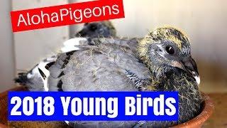 Homing Racing Pigeon 2018 Update 2