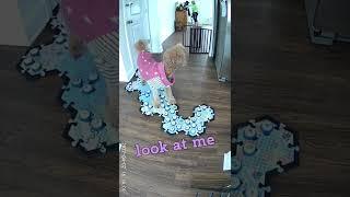 Talking Dog Knows Herself in the Mirror #Talkingdogs #fluentpet