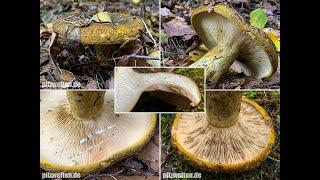 Olivbrauner Milchling, Olivgrüner Milchling, Tannenreizker, Mordreizker | Lactarius turpis