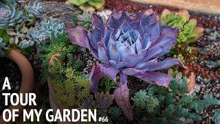 #66 Cerriscapades April Garden Tour and Review