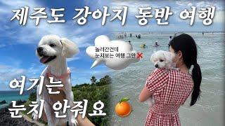제주도 강아지 동반 여행, 이렇게 준비하세요 | 찐 반려인들의 후기만 있는 숙소/식당/카페 60개 리스트 공유 🫶