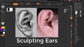 Let's Sculpt Ears Together