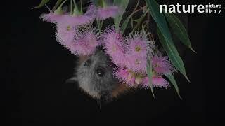 Grey-headed flying-fox (Pteropus poliocephalus) feeding on pink Eucalyptus blossom, Australia