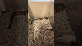 Juvenile Timber rattlesnake/Crotalus Horridus strikes live mouse. Graphic content! highonsnakes