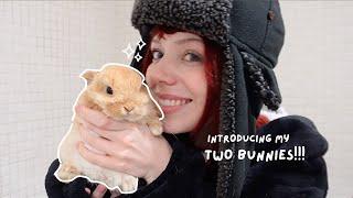 GETTING ANOTHER BUNNY *introducing my two rabbits*