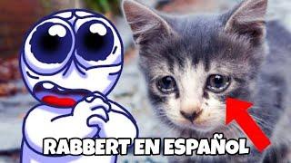 @Rabbert SALVA A UN GATO SIN HOGAR