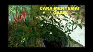 cara menanam cabe di pot agar tumbuh subur