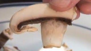 Eat Mushrooms to Fight the Flu & Boost Immune System - 60-Second Solutions