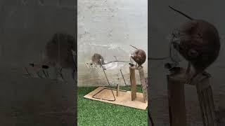Easy mouse trap from plastic bottle/best mouse trap idea plastic bottle #mouse #mousetrap #rattrap