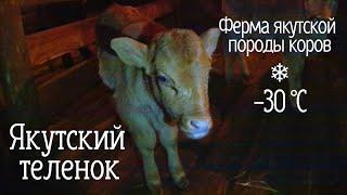 Yakutian cattle farm