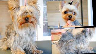 Amazing Transformation - Matted Yorkie