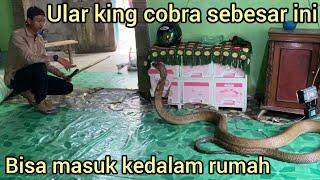 PENANGKAP4N ULAR KING COBRA MONSTER DI DALAM RUMAH WARGA SAMPAI BARANG-BARANG HARUS DI PINDAHKAN