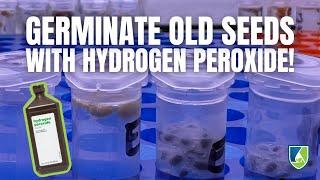 Revive Your Old Seeds: How to Germinate Seeds Using Hydrogen Peroxide!