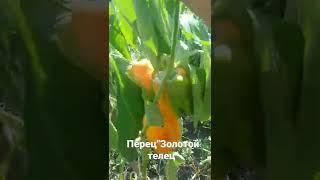 Перец сладкий "Золотой телец". Знойный, вкусный, сочный... #перец #огород #сортаперца #сладкийперец