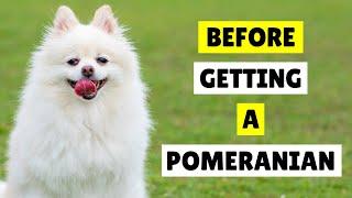 10 Things I Wish I Knew Before Getting a Pomeranian 