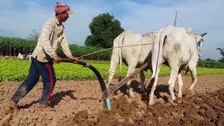 How to Plow Soil by Cows - An Ancient Way of Ploughing Soil