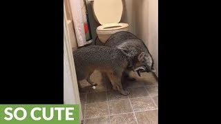 Unlikely animal friendships: Fox & raccoon wrestling match!