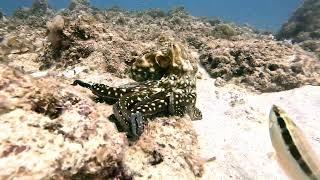 Amazing Video of Two Eagle Ray's and a Hunting Octopus  