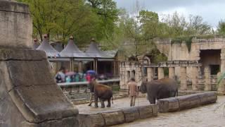 Baby Elephants Abused At German Zoo