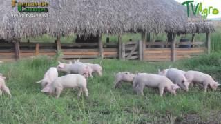 Producción Porcícola en clima Cálido - TvAgro por Juan Gonzalo Angel