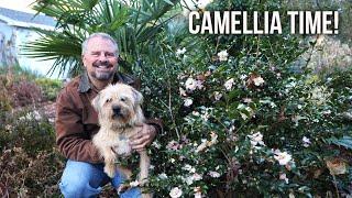 Camellia Time! - Griffin Steals the Show