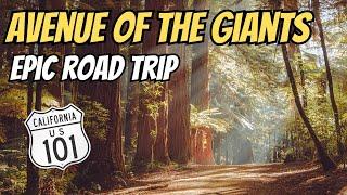 Ride of Your Life: (Giant Redwoods), Sand Dunes, and Ocean Views