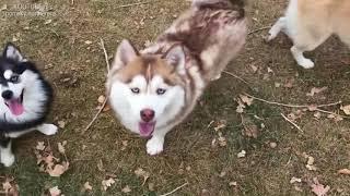 The Pomsky : Siberian Husky with a Pomeranian Mix