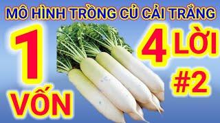 Kỹ Thuật Trồng Củ Cải Trắng _ Trồng Củ Cải Trắng Năng Suất Cao _ Bí Quyết Nhà Nông