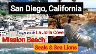 One Day in San Diego: Mission Beach & La Jolla | Beautiful Seals & Sea Lions. San Diego California.