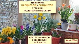 Цветение гиацинтов и нарциссов в горшке. Уход за гиацинтом после 8 марта. Тюльпаны и мускари. Март24