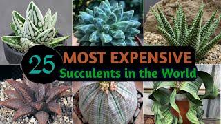 25 Most Expensive Succulents in the World | Rare and Expensive Succulent Plants| Plant and Planting