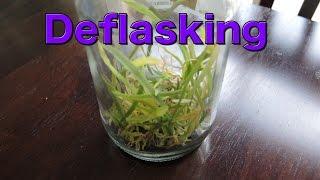 Deflasking Brassia Orchid Seedlings