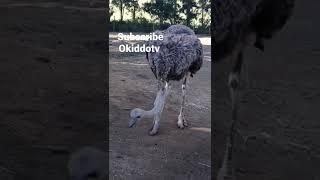 Ostrich nearly bit me! #animals #shorts #latest