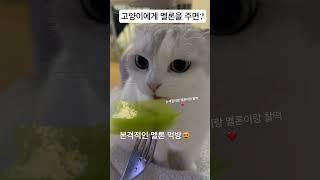 고양이가 멜론을????! #shorts