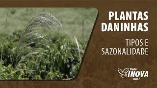 Plantas Daninhas - Tipos e Sazonalidade