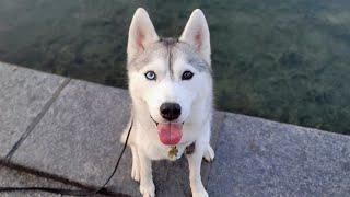  Come Hang Out With My Husky! (LIVE)