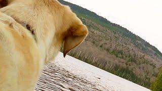 Stella Almost Gets Slapped by a Beaver